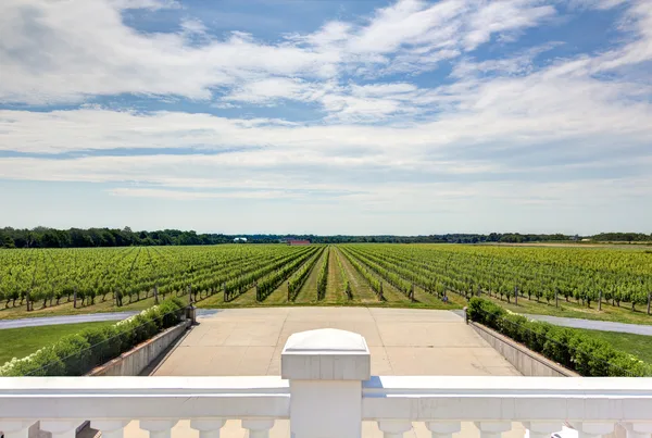 From the vineyards gallery